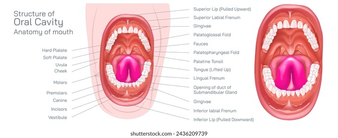 Parts of the mouth. Human mouth oral cavity anatomy vector illustration. The oral cavity, or more commonly known as the mouth or buccal cavity, serve as the first portion of the digestive system.