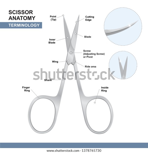 Parts Nail Cutting Shears Terminology Scissors Stock Vector