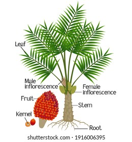 Partes de la palmera de aceite aisladas en un fondo blanco.