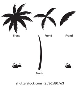 Parts palm tree set isolated on white background. Palm tree silhouettes. Design of palm trees for education poster vector illustration