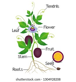 Parts Of A Passion Fruit Plant On A White Background.