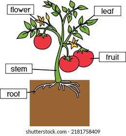 Parts of plant. Cartoon tomato plant with green leaves, red fruits, yellow flowers and root system isolated on white background