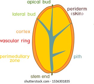 Parts of plant. Internal structure of potato tuber. Structure in section isolated on white background