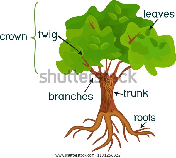 Parts Plant Morphology Abstract Deciduous Tree Stock Vector (Royalty ...