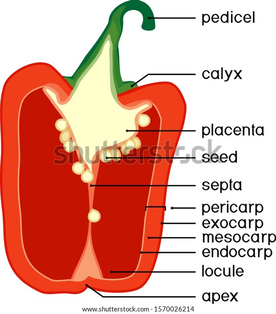 Parts of plant. Morphology and anatomy of\
pepper ripe red fruit. Pepper fruit structure in section isolated\
on white background