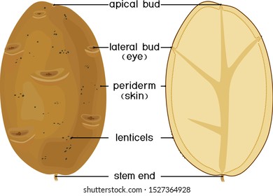 Parts of plant. Morphology and anatomy of potato tuber. Structure in section isolated on white background