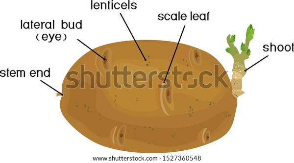 Parts Plant Morphology Anatomy Sprouted Potato Stock Vector Royalty Free