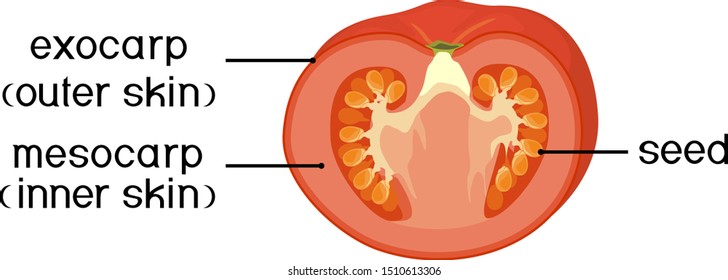 Morphology Images, Stock Photos & Vectors | Shutterstock