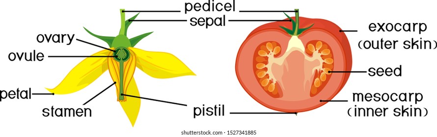 A gyümölcsfa anatómiája