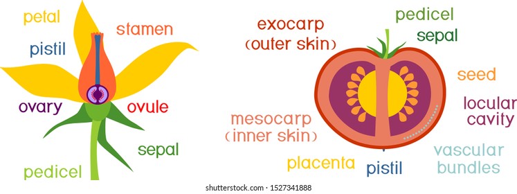 Parts Plant Morphology Anatomy Tomato Ripe Stock Vector Royalty Free 1527341888