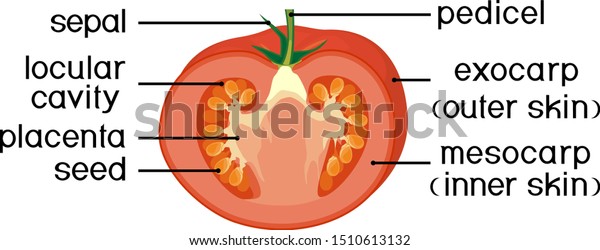 Parts Plant Morphology Anatomy Tomato Ripe Stock Vector (Royalty Free