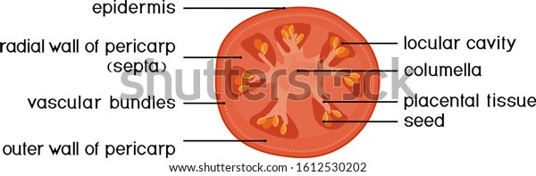 Parts of plant. Morphology and anatomy of\
tomato ripe red fruit. Tomato fruit structure in section isolated\
on white background