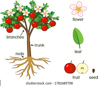 Parts of plant. Morphology of apple tree with fruits, flowers, green leaves, root system and titles 