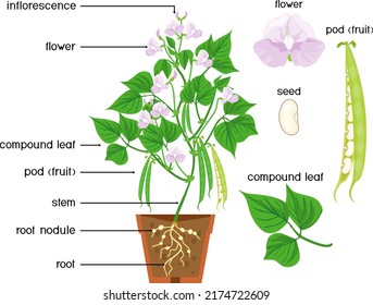 Parts of plant. Morphology of Bean plant with fruits, flowers, green leaves and root system isolated on white background with titles