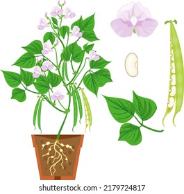 Parts of plant. Morphology of Bean plant with fruits, flowers, green leaves and root system isolated on white background