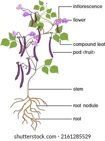 Parts of plant. Morphology of Bean plant with purple fruits, flowers, green leaves and root system isolated on white background	with titles
