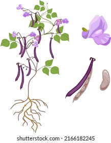 Parts of plant. Morphology of bean plant with purple fruits, flowers, green leaves and root system isolated on white background