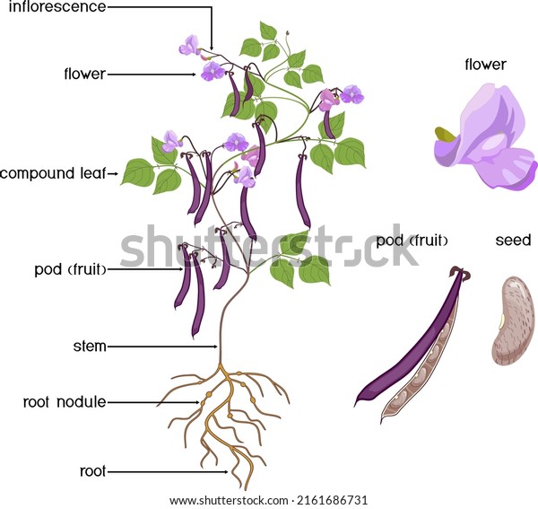 Parts of plant. Morphology of Bean plant with
purple fruits, flowers, green leaves and root system isolated on
white background with
titles