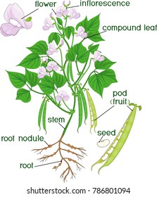 Parts of plant. Morphology of bean plant with root system, flowers, pods and titles