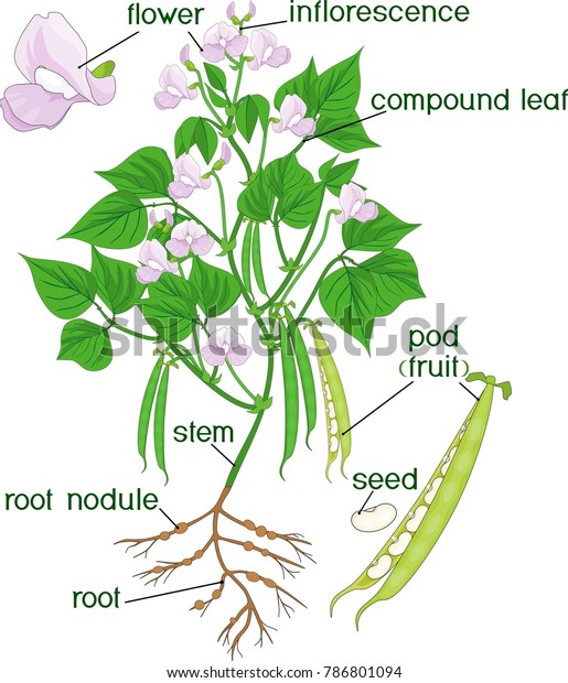 Parts Plant Morphology Bean Plant Root Stock Vector (Royalty Free ...