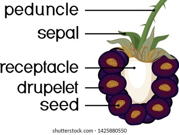 Parts of plant. Morphology of blackberry aggregate fruit in section isolated on white background