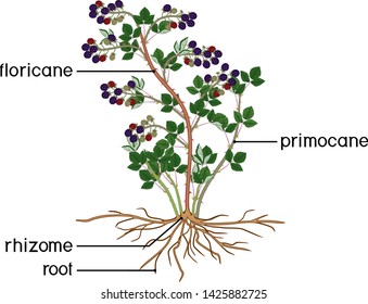 Parts Plant Morphology Blackberry Shrub Berries Stock Vector (Royalty ...