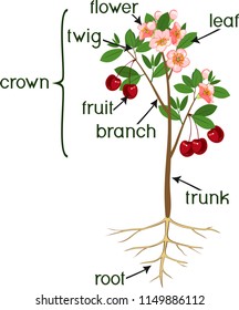Parts of plant. Morphology of cherry tree with root system, flowers, fruit and titles