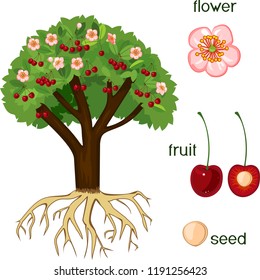 Parts of plant. Morphology of cherry tree with fruits, flowers, green leaves and root system isolated on white background