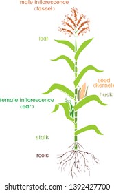 Parts of plant. Morphology of corn (maize) plant with green leaves, root system, fruits and flowers isolated on white background with titles