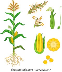 Parts of plant. Morphology of corn (maize) plant with green leaves, root system, fruits and flowers isolated on white background