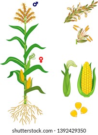 Parts of plant. Morphology of corn (maize) plant with green leaves, root system, fruits and flowers isolated on white background
