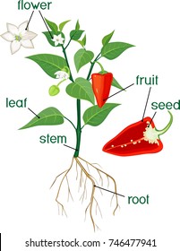 Parts of plant. Morphology of flowering bell pepper plant with title
