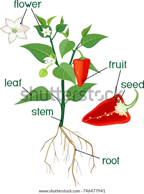 植物の一部 花をつけた唐辛子の形態 のベクター画像素材 ロイヤリティフリー