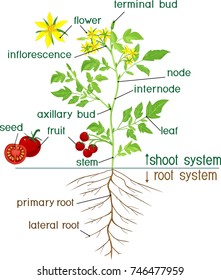 Parts of plant. Morphology of flowering tomato plant with title