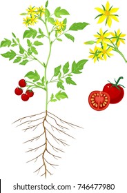 Parts of plant. Morphology of flowering tomato plant