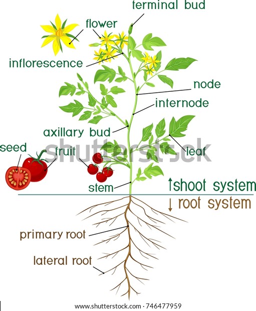 植物の一部 花をつけるトマトの形態 のベクター画像素材 ロイヤリティフリー