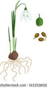 Parts of plant. Morphology of Galanthus nivalis or Common snowdrop plant with green leaves, white flower, root system and seeds isolated on white background