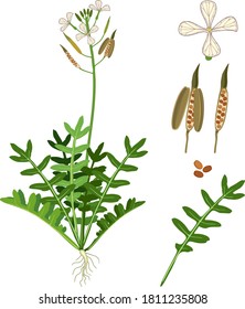 Parts of plant. Morphology of Garden rocket plant with green leaves, flowers and root system isolated on white background
