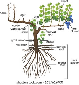 Parts of plant. Morphology of grape vine plant with root system isolated on white background. Structure of grapevine plant