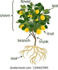 Parts of plant. Morphology of lemon tree with fruits, flowers, green leaves and root system isolated on white background