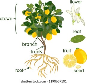 Parts of plant. Morphology of lemon tree with fruits, flowers, green leaves and root system isolated on white background