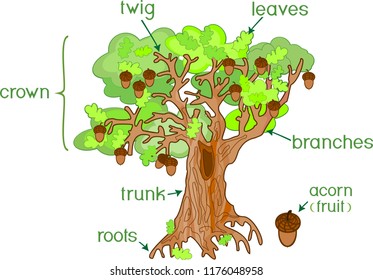 Parts of plant. Morphology of oak tree with acorns, green leaves and root system isolated on white background