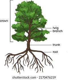 Parts Plant Morphology Oak Tree Green Stock Vector (Royalty Free ...