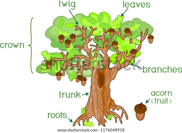 Parts Plant Morphology Oak Tree Acorns Stock Vector (Royalty Free ...