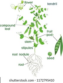 Parts Plant Morphology Pea Plant Fruits Stock Vector (Royalty Free ...