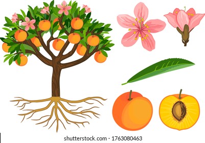 Parts of plant. Morphology of peach tree with fruits, flowers, green leaves and root system isolated on white background