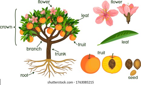 Parts of plant. Morphology of peach tree with fruits, flowers, green leaves and root system isolated on white background