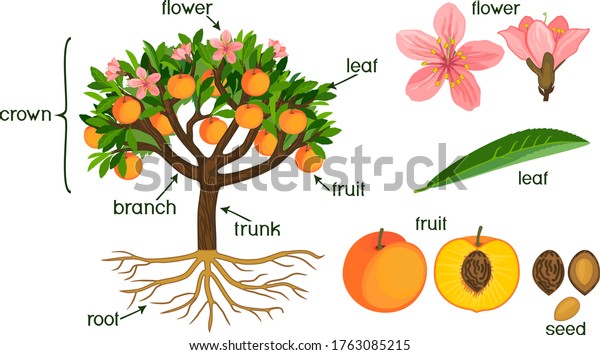 Tree with roots trunk leaves flowers and fruit