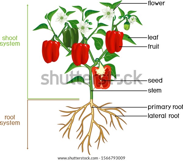 Parts Plant Morphology Pepper Plant Green Stock Vector (Royalty Free ...