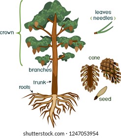 Parts of plant. Morphology of Pine tree with crown, root system and cone with titles isolated on white background